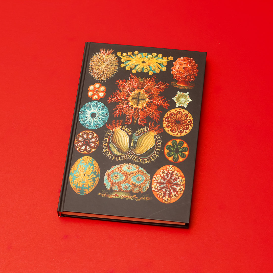 Libreta "Ascidia"