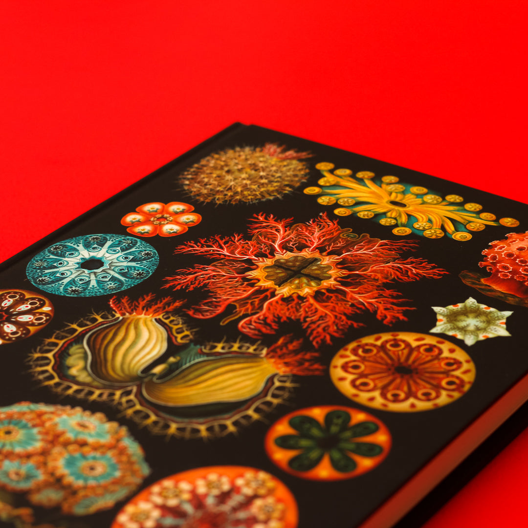 Libreta "Ascidia"
