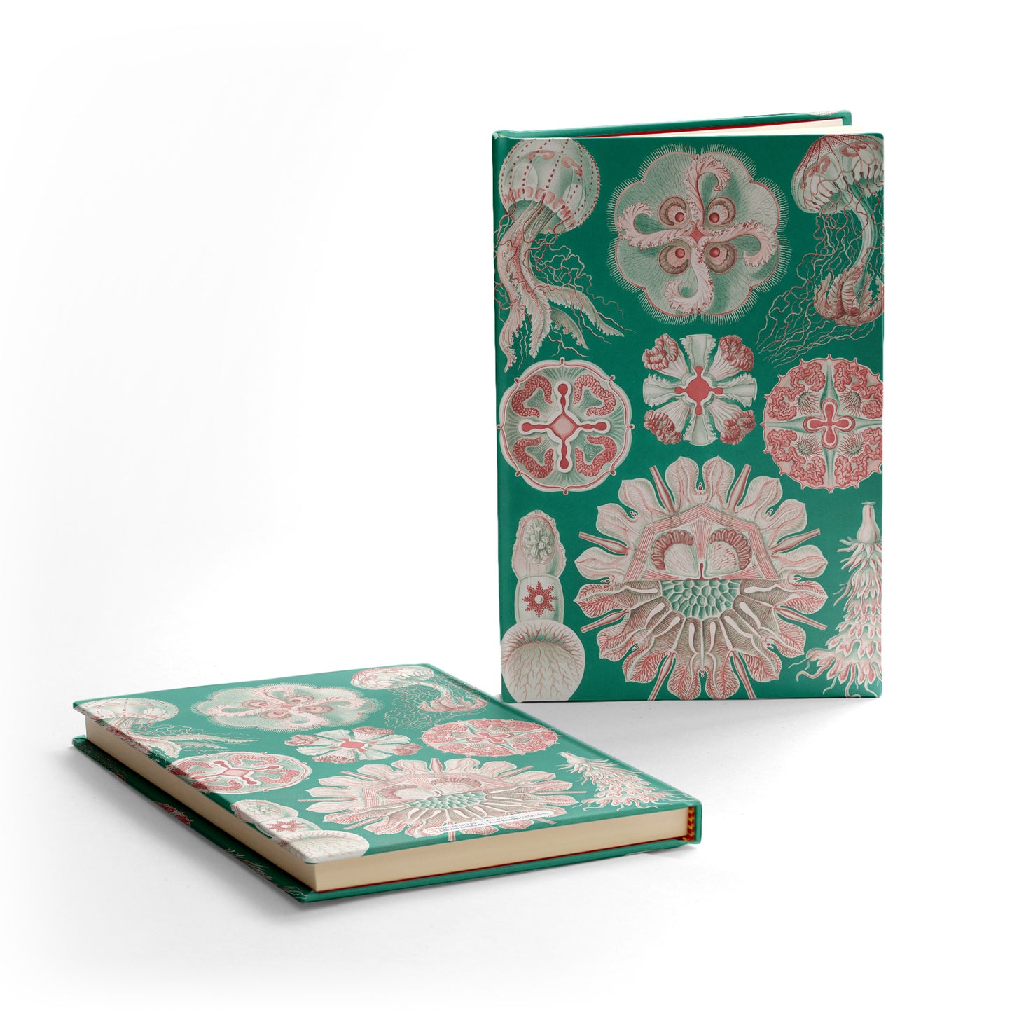 Libreta "Discomedusae"